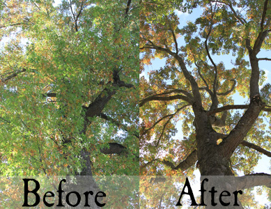Tree-thinning-clean out-trimming-memphis