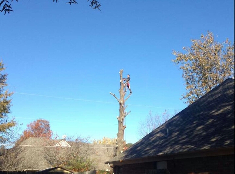 Tree Removal Memphis