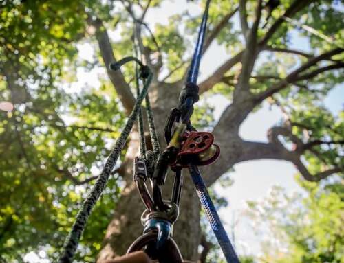Tree trimming and Tree Removal in the Memphis Area